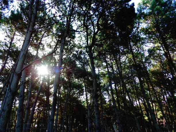 istock Forest of many pines with tall trunk trees under a sunny sky between its branches 1256151417