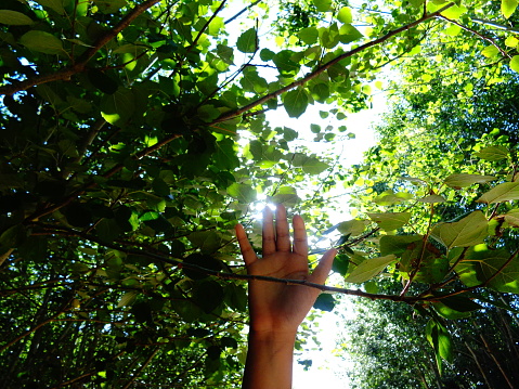 Girl's hand touching the green leaves of a branch under the treetops under a sunny sky in Costa del Este, Buenos Aires, Partido de la Costa, Argentina
