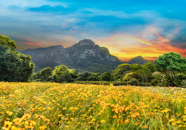 crépuscule du jardin botanique national de kirstenbosch - panoramic landscape south africa cape town photos et images de collection