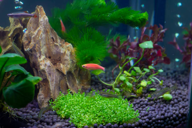 istock Free-swimming aquarium fish in a fish tank. 1256155021