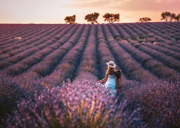 Rearview of Joyful and happy young beautiful woman with blue dress, hat having fun in the endless lavender field at a sunrise time with dramatic colourful cloudy sky in Valensole, Provence, France