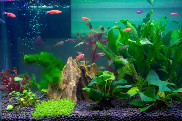 Free-swimming aquarium fish in a fish tank. Free-swimming aquarium fish in a fish tank. golden arowana fish stock pictures, royalty-free photos & images