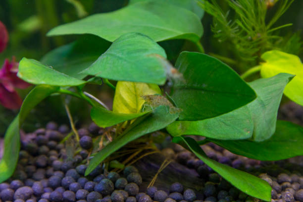 istock Free-swimming aquarium fish in a fish tank. 1256156178
