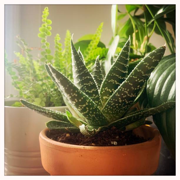 Aloe Vera plant in terra cotta pot