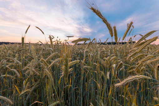 Background photo of wheat others in sunny weather. Taken with a full-frame camera in reverse light.