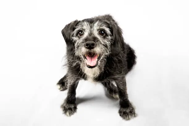 My happy Patterdale senior dog decided she wanted to be a part of my photoshoot