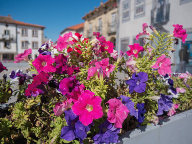 istock Large flowerpot outdoors with violet and pink flowers 1256158984