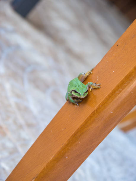 istock Small green frog exploring in the patio 1256159031
