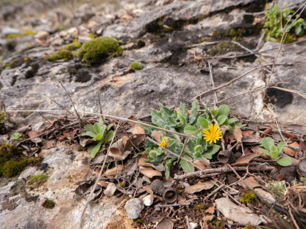 istock Yellow wildflowers growing among the rocks 1256159073