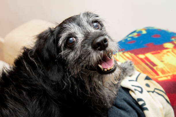 Senior Dog Relaxing On Sofa Old Patterdale dog relaxing on the sofa senior dog stock pictures, royalty-free photos & images