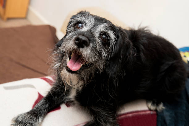 istock Senior Dog Relaxing On Sofa 1256160361
