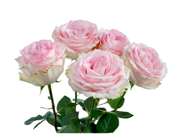 istock Pink rose flowers arrangement isolated on white background 1256160900