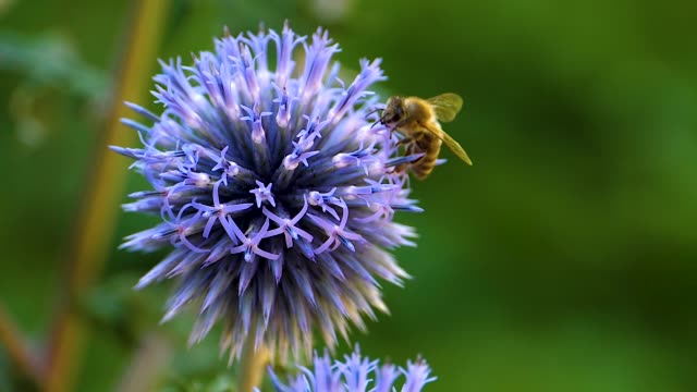 Honeybee on a  thistle flower