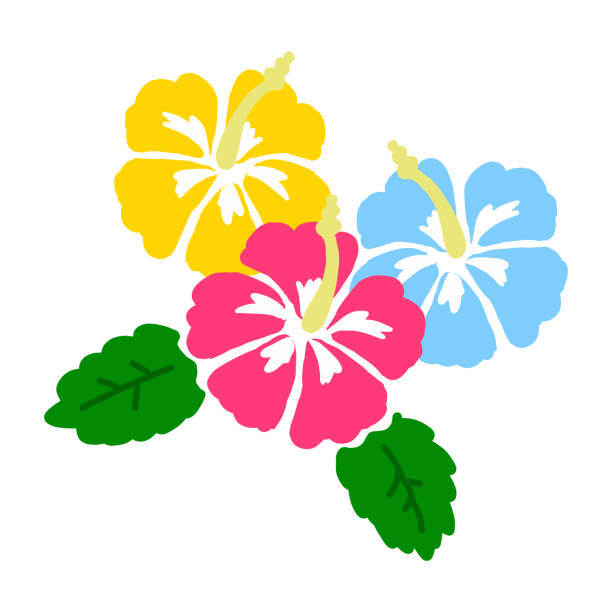 히 비 스커 스의 손으로 그린 일러스트 아이콘 【 흰색 배경 】 hibiscuses flower flat illustration vector icon - saipan stock illustrations