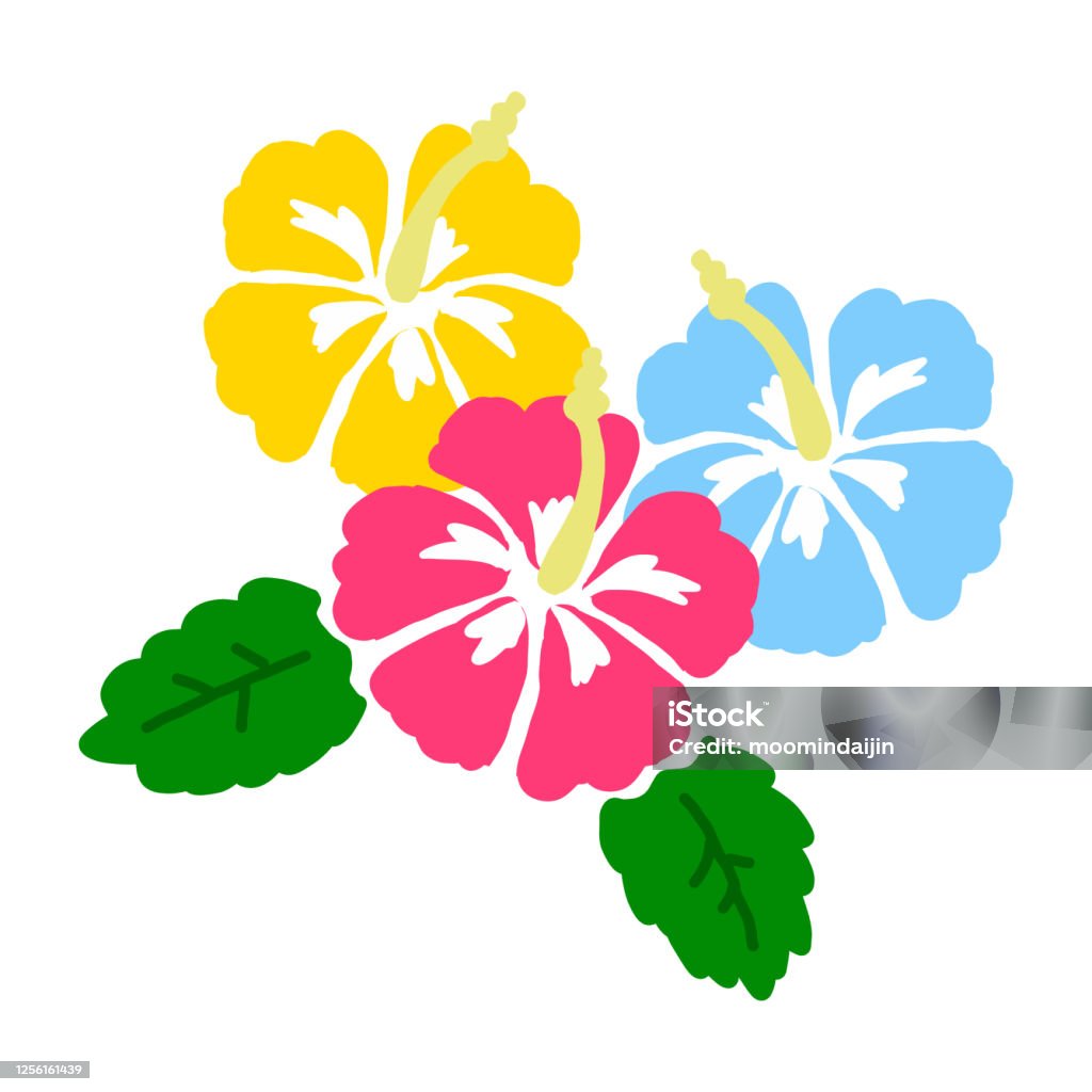 Biểu Tượng Minh Họa Vẽ Tay Hibiscus Nền Trắng Hoa Dâm Bụt Biểu ...