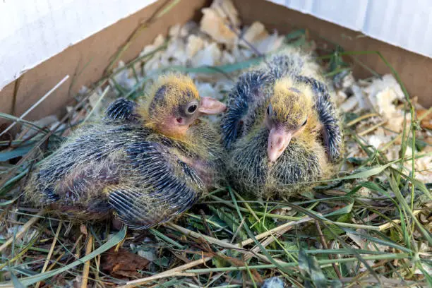 Photo of Two small pigeon Chicks are sitting in the nest. Breeding of domestic pigeons