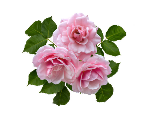 istock Delicate pink roses with green leaves 1256162142