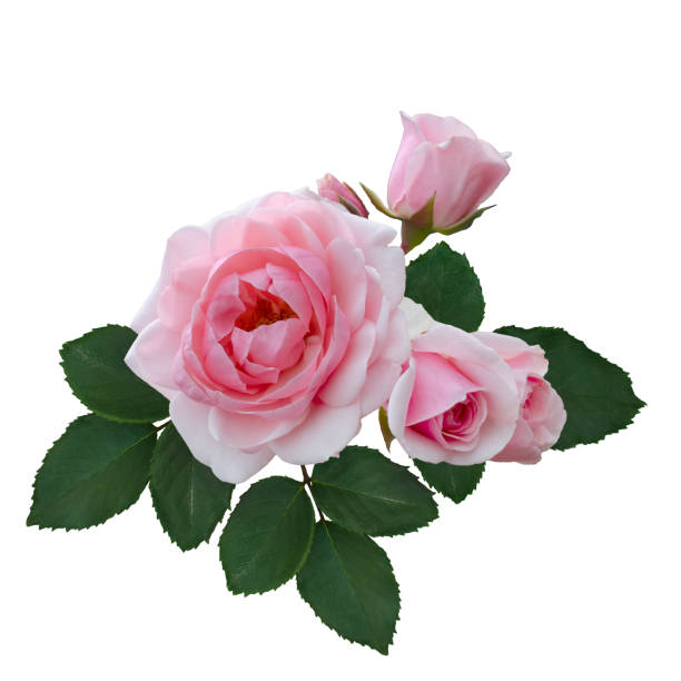istock Delicate pink roses with green leaves 1256162260