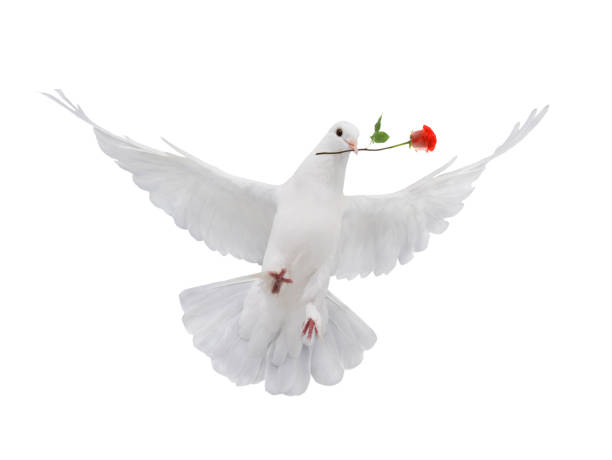 istock Flying dove with a red rose is isolated on a white 1256162349