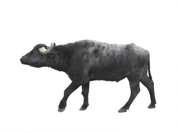 istock Carpathian buffalo isolated on a white 1256162353