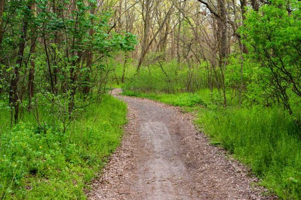 istock path in the wild forest in the evening 1256162355