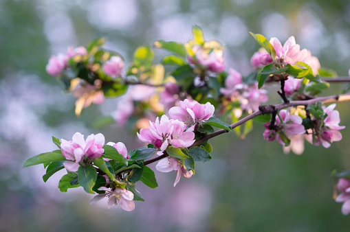 Close-up image of crab apple blossoms