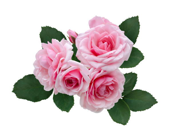 istock Delicate pink roses with green leaves 1256162557