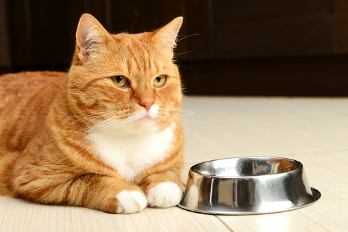 Two gray cats eat dry food on the floor. Cat food concept