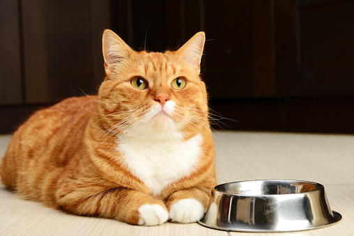 cute british shorthair cat eating food from a bowl