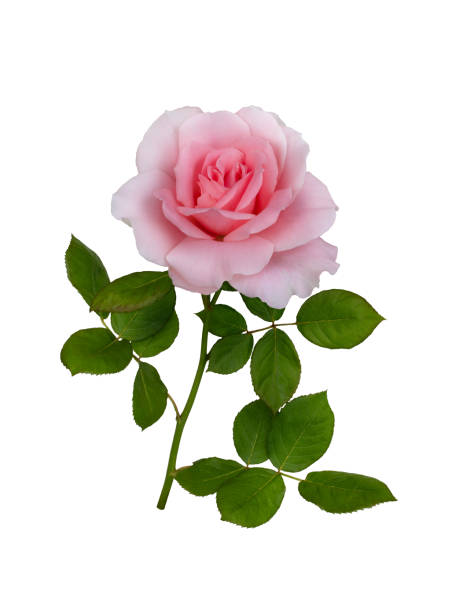 istock Delicate pink rose with green leaves 1256164485