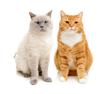 beautiful red cat of breed british shorthair on a white background