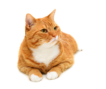 beautiful red cat of breed british shorthair on a white background