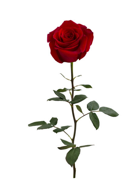 istock Dark red rose with a green leaves 1256167228