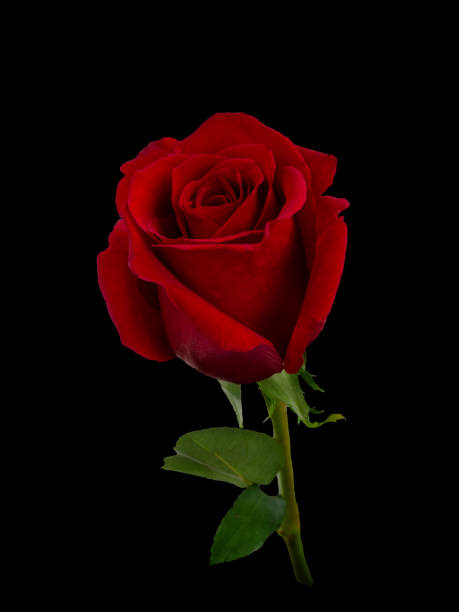 istock Dark red rose with a green leaves 1256167351