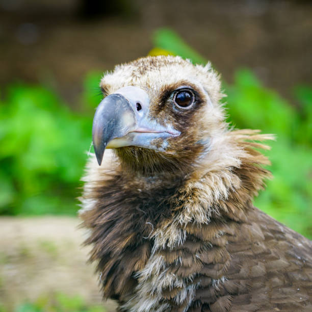 closeup portrait of a cinereous vulture, Aegypius monachus, that is a large raptorial bird closeup portrait of a cinereous vulture, Aegypius monachus, or black Eurasian vulture, that is a large raptorial bird eurasian black vulture stock pictures, royalty-free photos & images