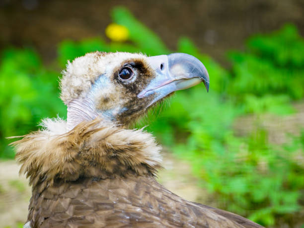 closeup portrait of a cinereous vulture, Aegypius monachus, that is a large raptorial bird closeup portrait of a cinereous vulture, Aegypius monachus, or black Eurasian vulture, that is a large raptorial bird eurasian black vulture stock pictures, royalty-free photos & images