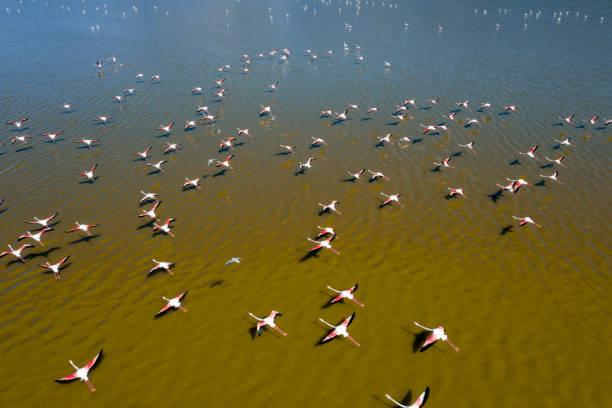istock Flamingos flying on lake 1256169033