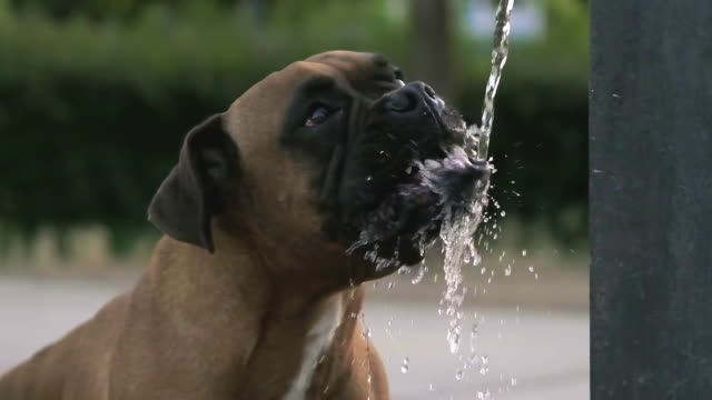 Dog drinking water from park water fountain stream - slowmotion 240 fps