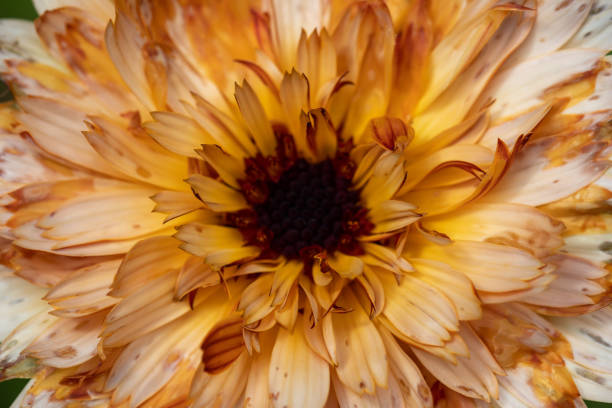 calendula - pot marigold single flower flower flower head foto e immagini stock