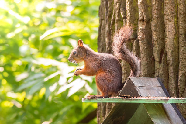 istock The squirrel sits on a feeding trough 1256169454