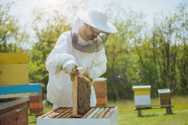 ミツバチのじんましんに取り組む養蜂家 - bee honey bee single flower honey ストックフォトと画像
