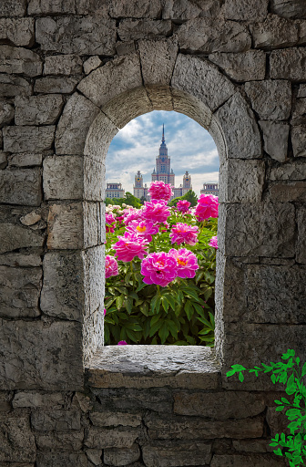 Stone war tower window and red summer peony flowers on background of old university