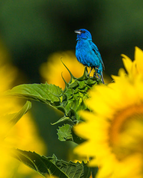 istock Indigo Bunting Bird on sunflowers 1256171662