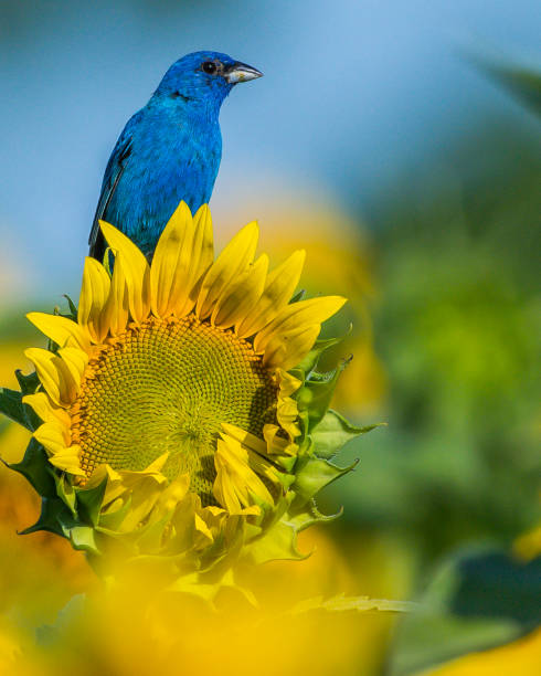 istock Indigo Bunting Bird on sunflowers 1256171664