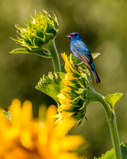 istock Indigo Bunting Bird on sunflowers 1256171704