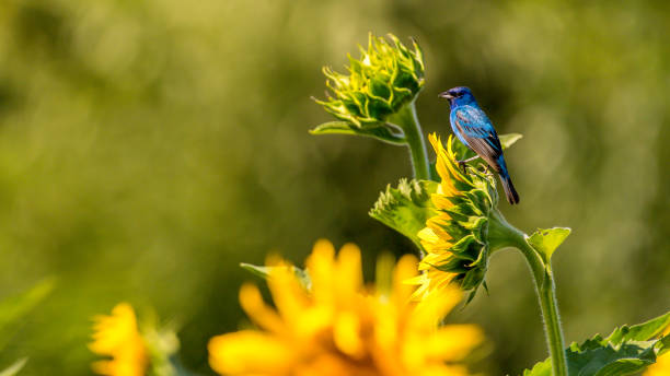 istock Indigo Bunting Bird on sunflowers 1256171722