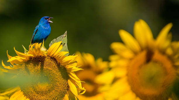 istock Indigo Bunting Bird on sunflowers 1256171724