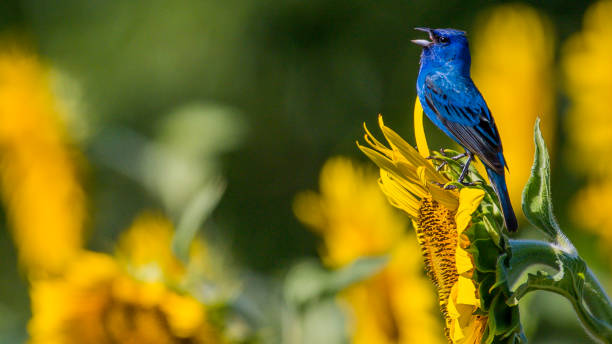 istock Indigo Bunting Bird on sunflowers 1256171739