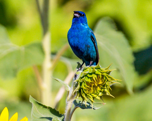 istock Indigo Bunting Bird on sunflowers 1256171753