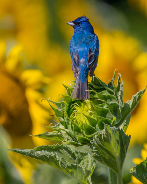 istock Indigo Bunting Bird on sunflowers 1256171794
